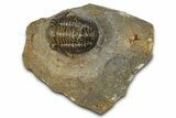 Detailed Gerastos Trilobite Fossil - Morocco #351281-3
